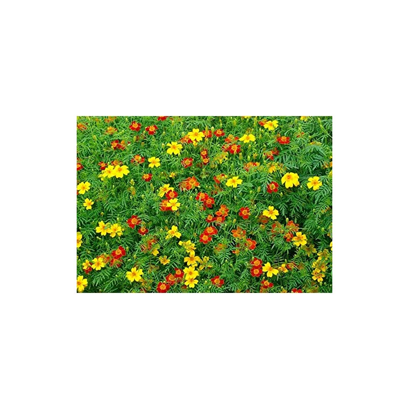 250 Signet Marigold Seeds ‘Starfire Mix’