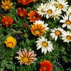Outsidepride Gazania - 1000 Seeds