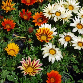Outsidepride Gazania - 1000 Seeds