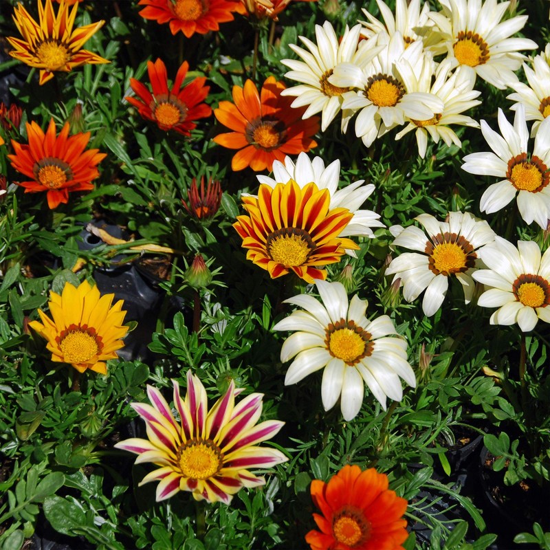 Outsidepride Gazania - 1000 Seeds