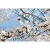 1 Live Plant Star Magnolia Tree | 6-12" in A