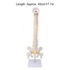 Vertebral Column Model Flexible Spine Caudal Vertebra Anatomical Model with