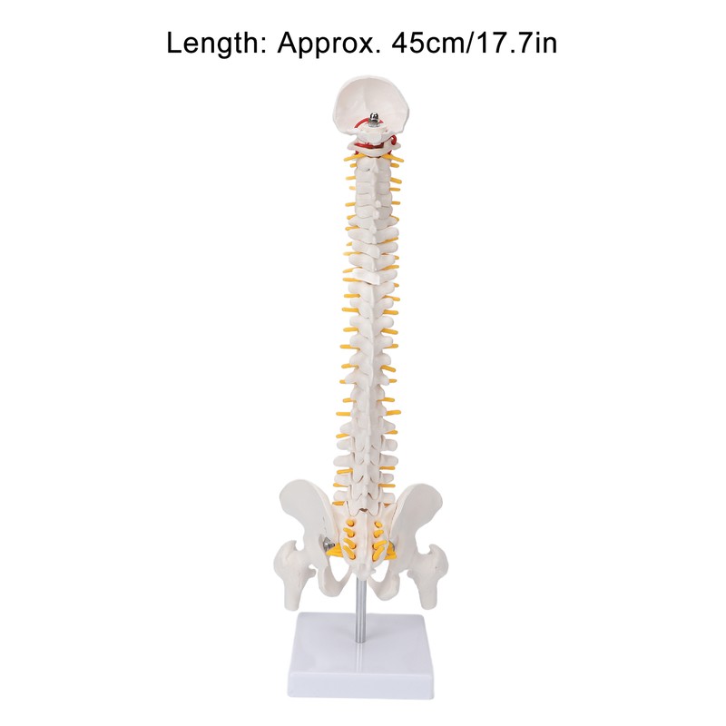 Vertebral Column Model Flexible Spine Caudal Vertebra Anatomical Model with
