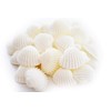 24 White Ark Shells Seashells (1"-1 1/2") Beach Wedding Hobby