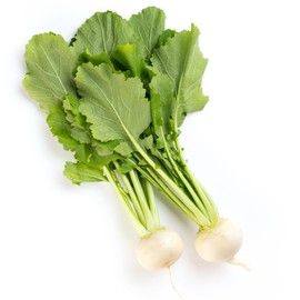 Radish Seeds - Sakurajima Mammoth - 3 g Packet ~170 Seeds - Non-GMO, Heirloom - Asian Garden Vegetable & Microgreens