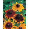 Mr. Fothergill's Rudbeckia Gloriosa Daisies Flower Seeds