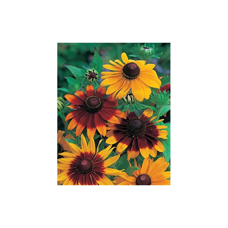Mr. Fothergill's Rudbeckia Gloriosa Daisies Flower Seeds
