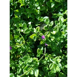 Purple 10 Cuttings Aptenia cordifolia Purple Pink Apple Ice Plant' 'Baby Sun Rose' 5"-7