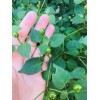 HOMEGROWN CHILE PEQUIN/TEPIN/PETIN...HOT HOT PEPPER, 50+ FRSH HOME GROWN SEEDS