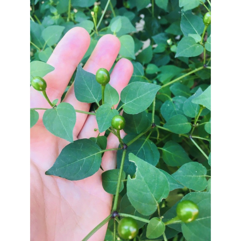 HOMEGROWN CHILE PEQUIN/TEPIN/PETIN...HOT HOT PEPPER, 50+ FRSH HOME GROWN SEEDS
