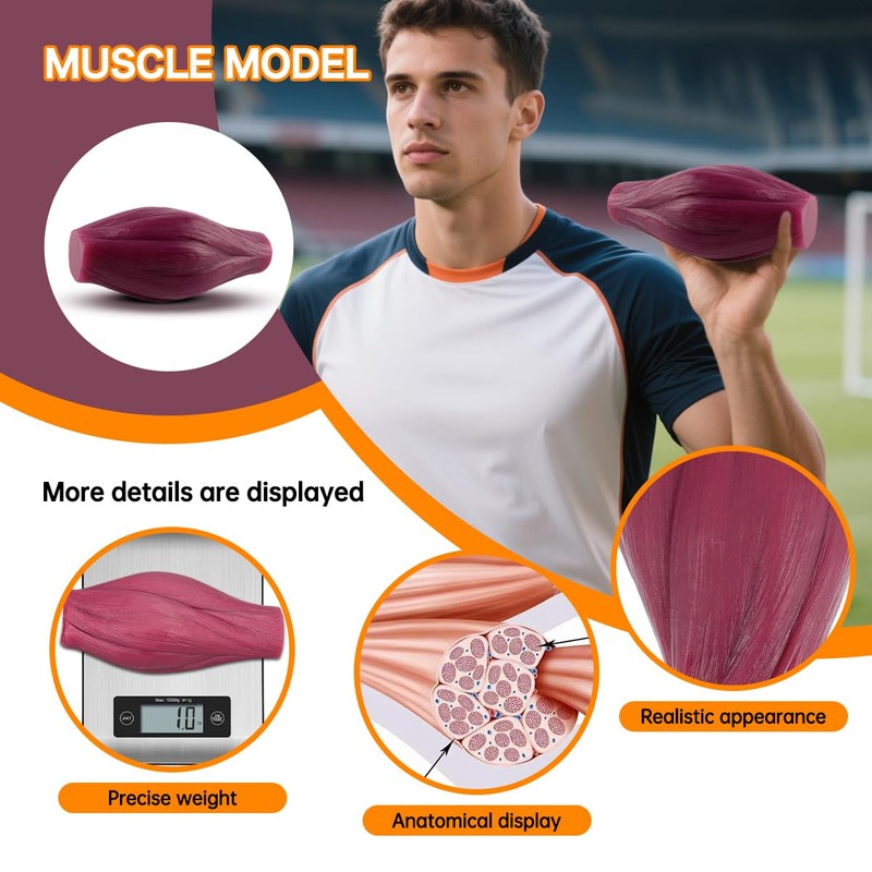 1lb Human Fat Muscle Replica with Base,Anatomic Model for Gym