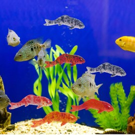Toddmomy 5stücke Teiliges Koi Dekoration Aus Resin Für Aquarium Künstliche Schwimmende Fische Realistische Fischfiguren Für Terrarien Und Fischbecken Deko Für Zuhause