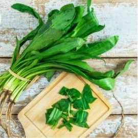 Pan-Asia Heirloom USA FreeShip 4000 NGO GAI Culantro Herb Seeds / Vietnamese Thai Parsley / Recao
