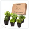 Live Aromatic and Edible Herb Assortment (Lemon Verbena, Eucalyptus, Mint,