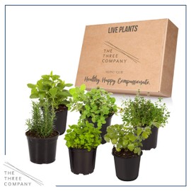 Live Aromatic and Edible Herb Assortment (Lemon Verbena, Eucalyptus, Mint, Lemon Balm, Other Assorted Herbs), 6 Plants Per Pack