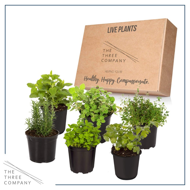 Live Aromatic and Edible Herb Assortment (Lemon Verbena, Eucalyptus, Mint,