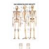 Sport-Tec The Human Skeleton Mini Poster Anatomy 34 x 24