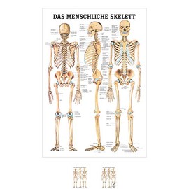 Sport-Tec The Human Skeleton Mini Poster Anatomy 34 x 24 cm Medical Teaching Aid