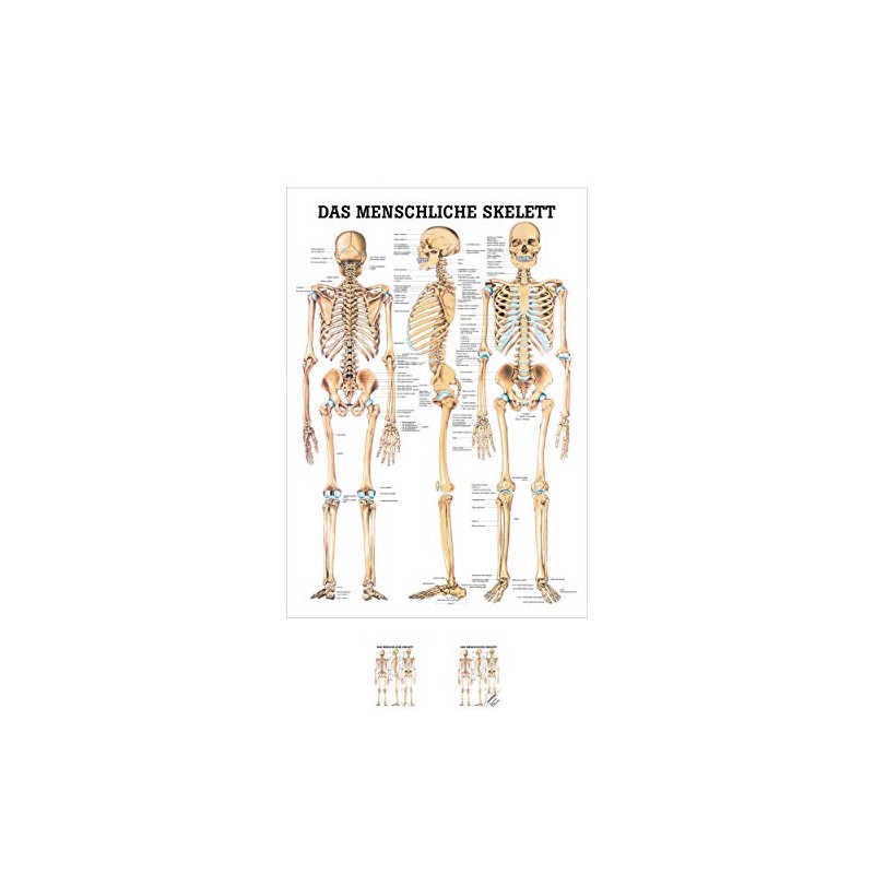 Sport-Tec The Human Skeleton Mini Poster Anatomy 34 x 24