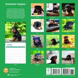 2025 Rottweiler Puppies Monthly Wall Calendar by Bright Day, 12 x 12 Inch Cute Dog Breed Gift