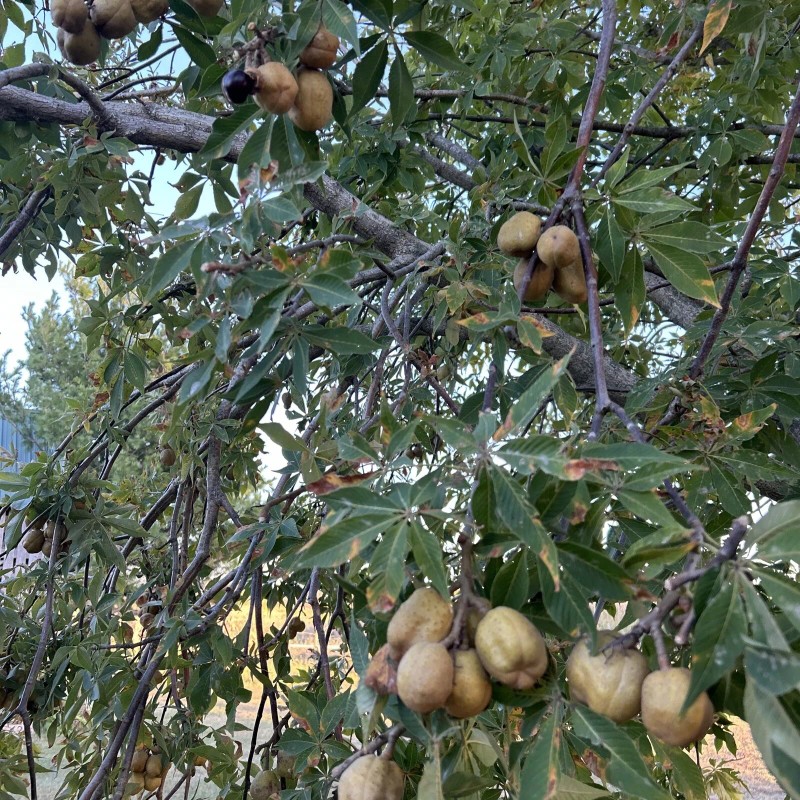 Buckeye nuts - The Original OSU Bucknuts!