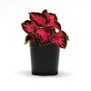 Outsidepride Coleus Chocolate Covered Cherry -20 Seeds