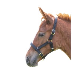 Shires Foal Nylon Headcollar Black