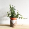 2Pack Indoor Plant Trellis Metal Wire Garden Trellis ，Small Climbing