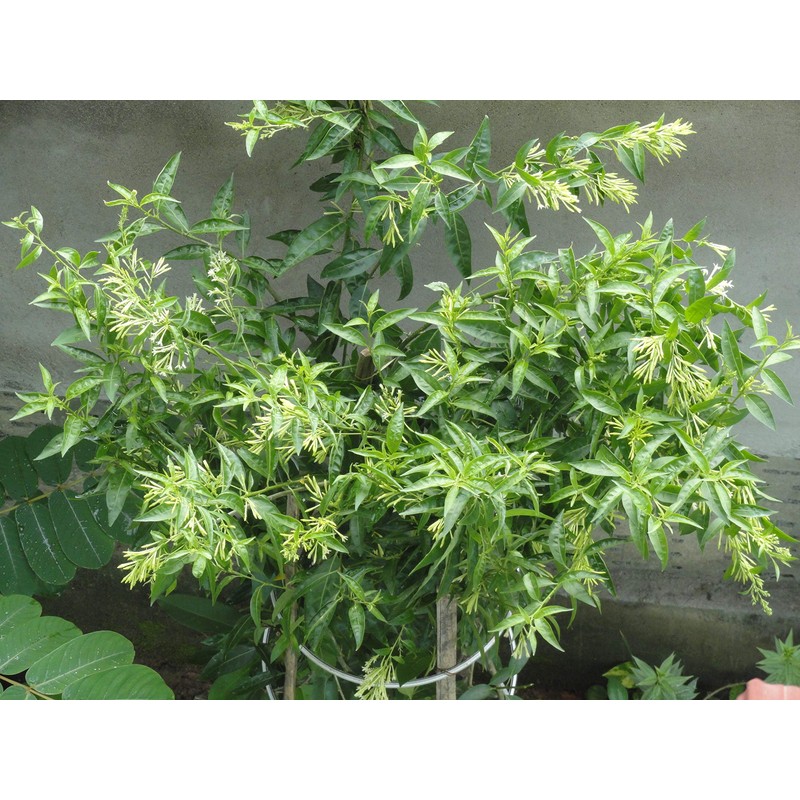 Night Blooming Jasmine - 30 Live Plants - Jessamine Cestrum