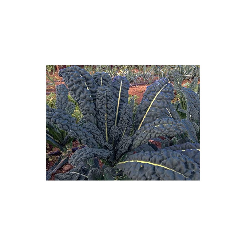 500 Black Tuscan Lacinato Kale Seeds for Planting AKA Dinosaur