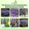 Outsidepride Violet Queen Alyssum Seeds - 5000 Pcs Annual, Drought-Tolerant