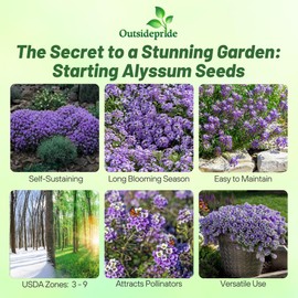 Outsidepride Violet Queen Alyssum Seeds - 5000 Pcs Annual, Drought-Tolerant & Pollinator-Friendly Ground Cover Seeds w/Fragrant Purple Blooms for Low-Growing Xeriscaping & Outdoor Planting