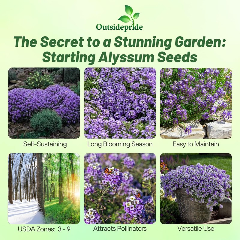 Outsidepride Violet Queen Alyssum Seeds - 5000 Pcs Annual, Drought-Tolerant