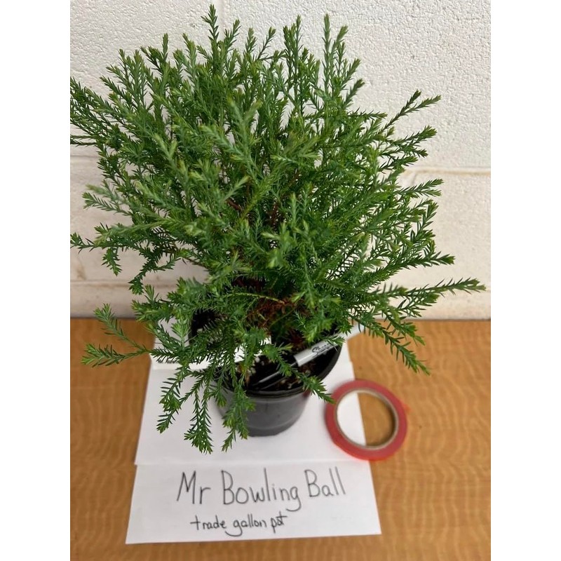 2 Mr Bowling Ball Arborvitae 12-18" Tall - Gallon Pots