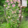 FAICOIA Artificial Flower for Hanging Basket Pink Artificial Geraniums Hanging