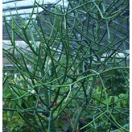 Pencil Cactus: Qty 8 Fresh Cuttings Euphorbia tirucalli, succulent, fun plant