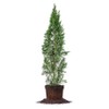 Italian Cypress - Size: 3-4', Live Plant, Includes Special Blend