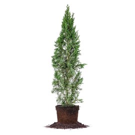 Italian Cypress - Size: 3-4', Live Plant, Includes Special Blend Fertilizer & Planting Guide