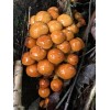 Roots ORGANIC - Nameko Mushroom (Pholiota nameko) Liquid Culture