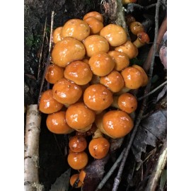 Roots ORGANIC - Nameko Mushroom (Pholiota nameko) Liquid Culture