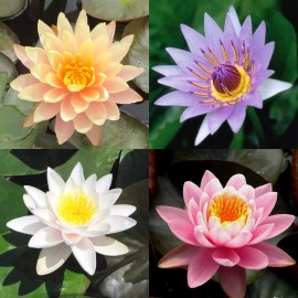 4 Pack Live Hardy Water Lilies Pre-Grown Tuber Rhizome Orange, Blue, White, Pink