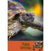 Tortoise Birthday Card