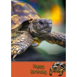 Tortoise Birthday Card
