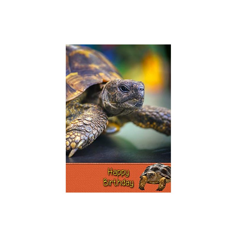 Tortoise Birthday Card