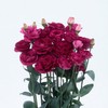 Lisianthus Flower Seeds for Planting - 50 Annual Double Lisianthus
