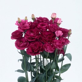 Lisianthus Flower Seeds for Planting - 50 Annual Double Lisianthus Double Flower Seeds