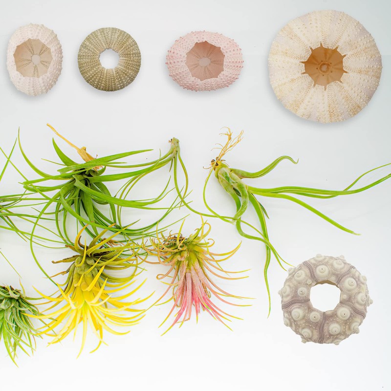 5 Pack Mini Sea Urchin Shell Hanging Pot-Air Plant Holder