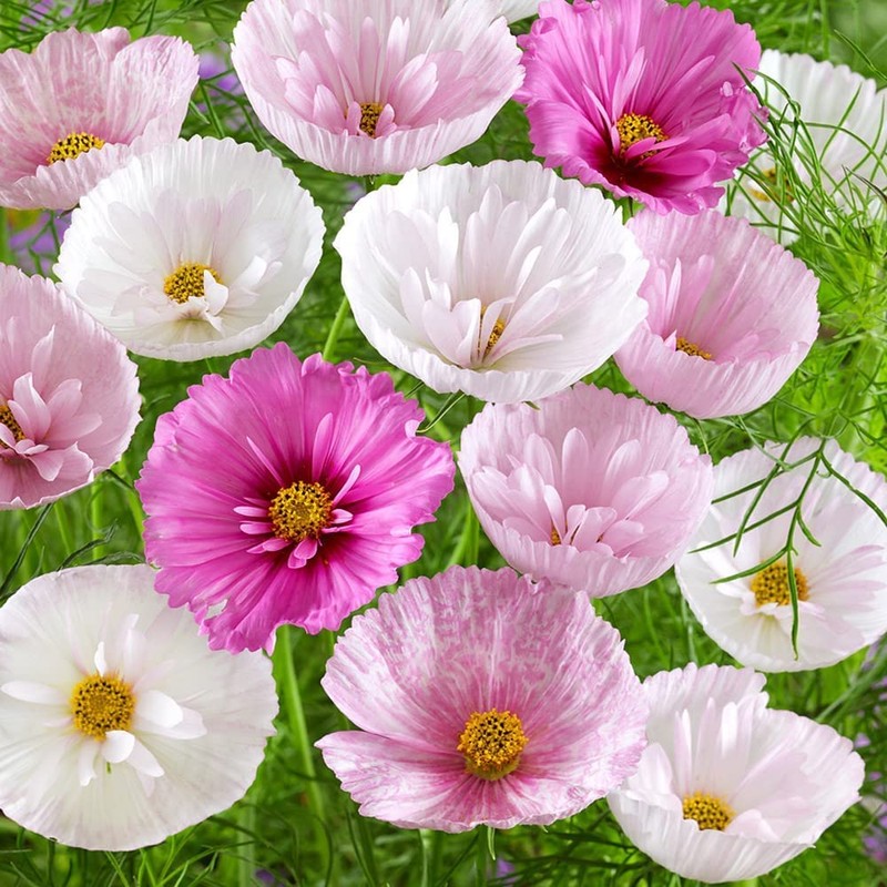 Rare Blush Pink Cosmos Seeds for Planting Outdoors 300 Seeds