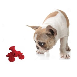PUREPET Claw-Some Lobster 7 inch Soft Plush Red Dog Toys with Squeakers Choose Quantity (4 Toy Lobster)