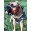 Big Dog Styles Head Collar, Made in UK for Large
